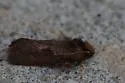 Late Tubeworm Moth - Hodges#0367 - photo 3