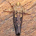 Late Tubeworm Moth - Hodges#0367 - photo 4