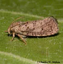 Acrolophus mss. sp - Hodges#0355.4 - photo 2