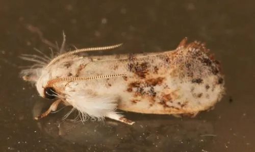 Frilly Grass Tubeworm Moth - photo 4