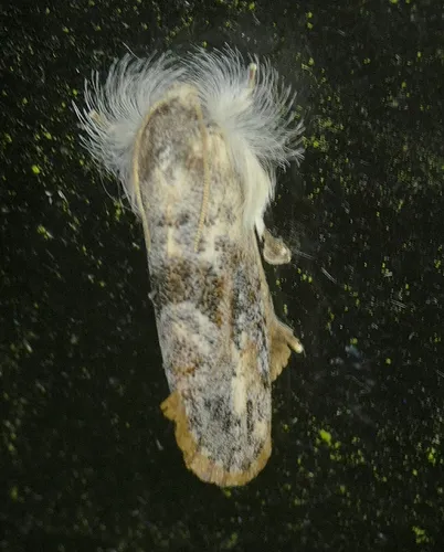 Frilly Grass Tubeworm Moth - photo 5