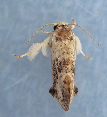 Frilly Grass Tubeworm Moth - photo 6