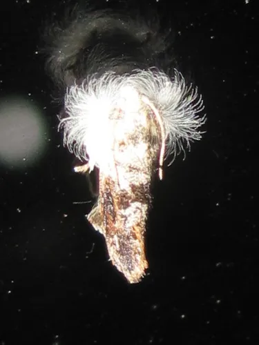 Frilly Grass Tubeworm Moth - photo 7
