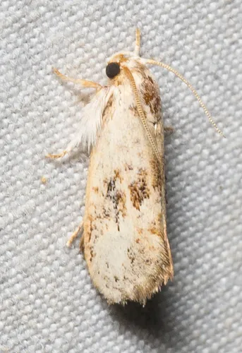 Frilly Grass Tubeworm Moth - photo 8