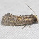 Acrolophus near-simulatus - Hodges#0381.1