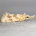 Acrolophus near-simulatus - Hodges#0381.1 - photo 2