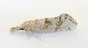 Acrolophus near-simulatus - Hodges#0381.1 - photo 4