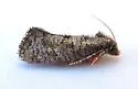 Acrolophus near-simulatus - Hodges#0381.1 - photo 5