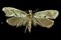 Acrolophus occidens - Hodges#0367.2