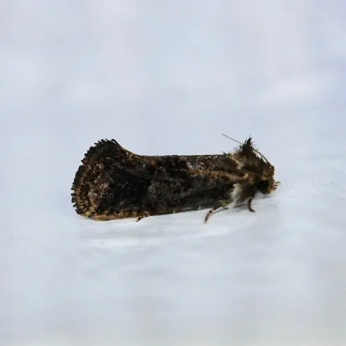 Panama Grass Tubeworm Moth - photo 5
