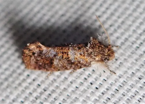 Panama Grass Tubeworm Moth - photo 6