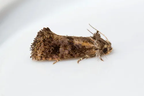 Panama Grass Tubeworm Moth - photo 7