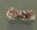 Acrolophus parvipalpus - Hodges#0369