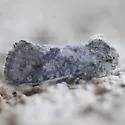 Acrolophus parvipalpus - Hodges#0369 - photo 2
