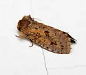 Acrolophus parvipalpus - Hodges#0369 - photo 3