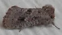 Acrolophus parvipalpus - Hodges#0369 - photo 4