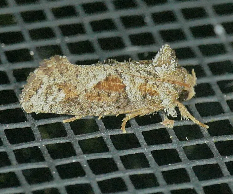 Piger Grass Tubeworm Moth - photo 2