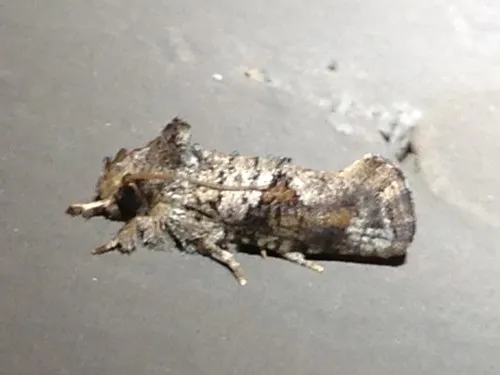 Piger Grass Tubeworm Moth - photo 5