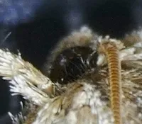 Piger Grass Tubeworm Moth - photo 6