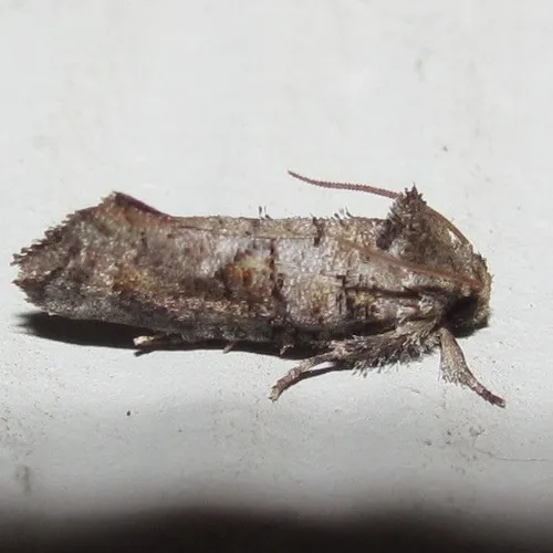 Piger Grass Tubeworm Moth - photo 7