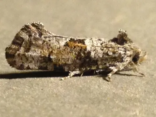 Piger Grass Tubeworm Moth - photo 8