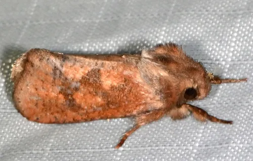 Eastern Grass Tubeworm Moth - photo 4