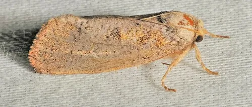 Eastern Grass Tubeworm Moth - photo 5