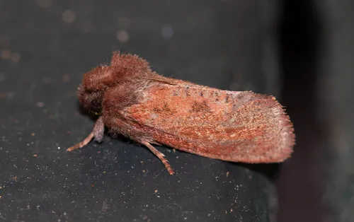 Eastern Grass Tubeworm Moth - photo 6