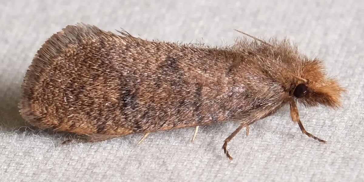 Walsingham's Grass Tubeworm Moth - photo 3