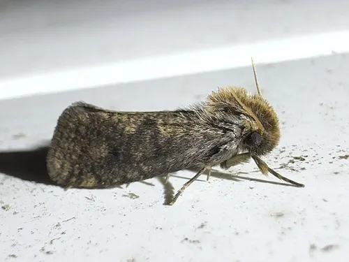 Walsingham's Grass Tubeworm Moth - photo 5