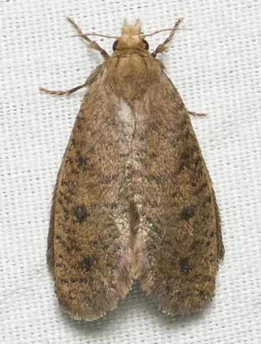 Walsingham's Grass Tubeworm Moth - photo 6