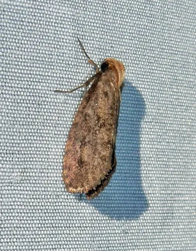 Walsingham's Grass Tubeworm Moth - photo 7