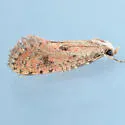 Acrolophus pyramellus - Hodges#0377