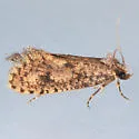 Acrolophus pyramellus - Hodges#0377 - photo 4