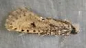 Acrolophus pyramellus - Hodges#0377 - photo 5