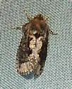 Acrolophus quadrellus - Hodges#0378 - Acrolophus quadrellus