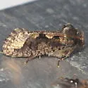 Acrolophus quadrellus - Hodges#0378 - photo 3