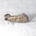 Acrolophus simulatus - Hodges#0381 - Acrolophus simulatus