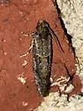 Acrolophus simulatus - Hodges#0381 - photo 2