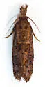 Acrolophus simulatus - Hodges#0381 - photo 3