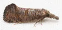 Acrolophus simulatus - Hodges#0381 - photo 4