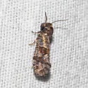 Acrolophus simulatus - Hodges#0381 - photo 5