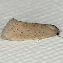 Acrolophus spilotus - Hodges#0382.1