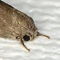 Acrolophus spilotus - Hodges#0382.1 - photo 2