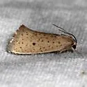 Acrolophus spilotus - Hodges#0382.1 - photo 3