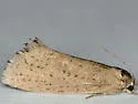Acrolophus spilotus - Hodges#0382.1 - photo 4