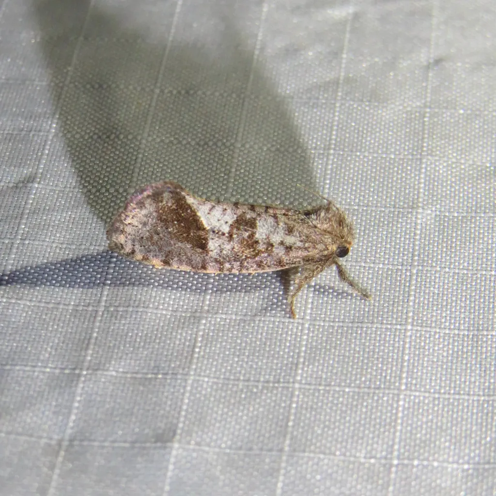 Texas Grass Tubeworm Moth - photo 2
