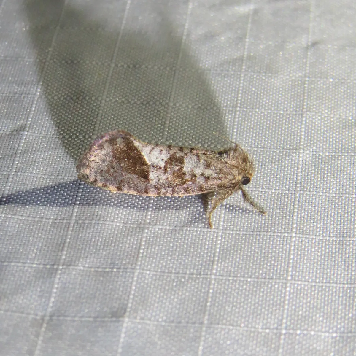 Texas Grass Tubeworm Moth - photo 3