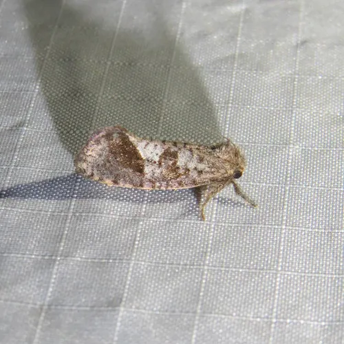Texas Grass Tubeworm Moth - photo 4