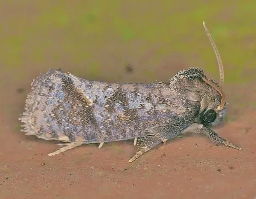Texas Grass Tubeworm Moth - photo 5